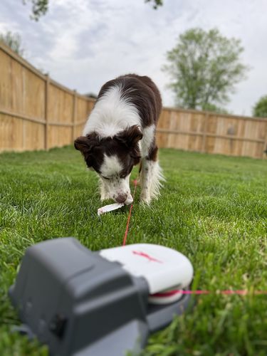 A verified buyer's dog with SwiftPaws