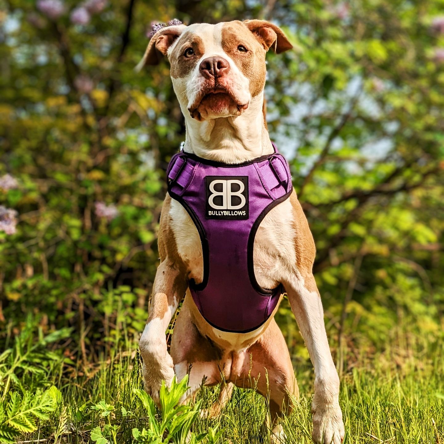Customer photo review of Premium Comfort Harness | Non Restrictive & Adjustable - Purple