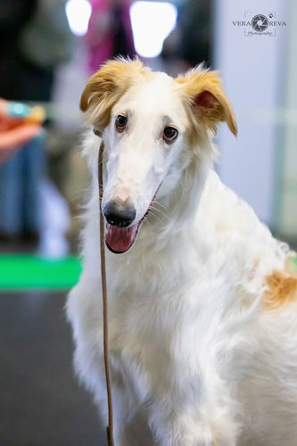 Customer photo review of So White Shampoo