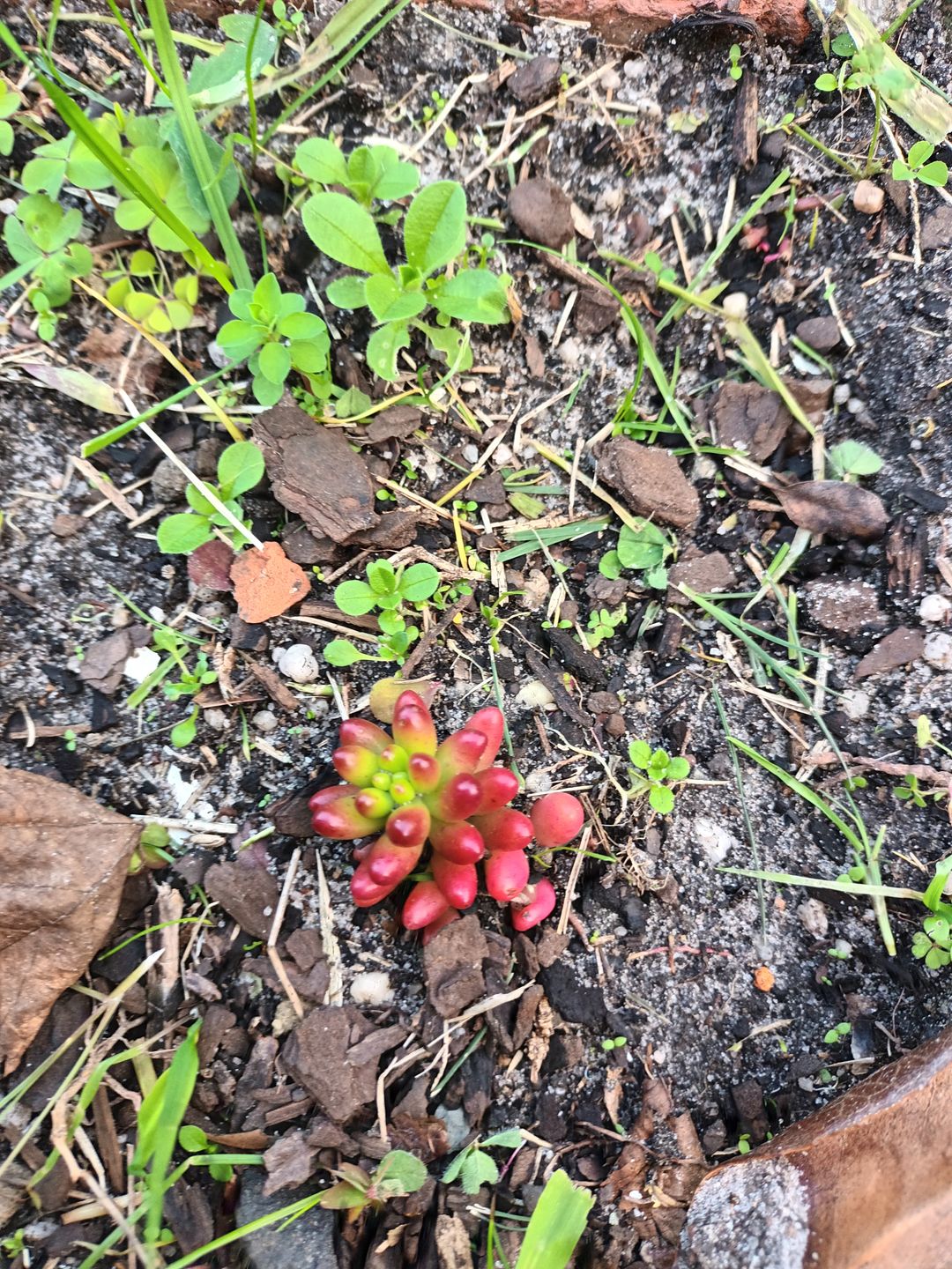 Customer photo review of Sedum Rubrotinctum 'Red Jelly Beans' - Cuttings x 3