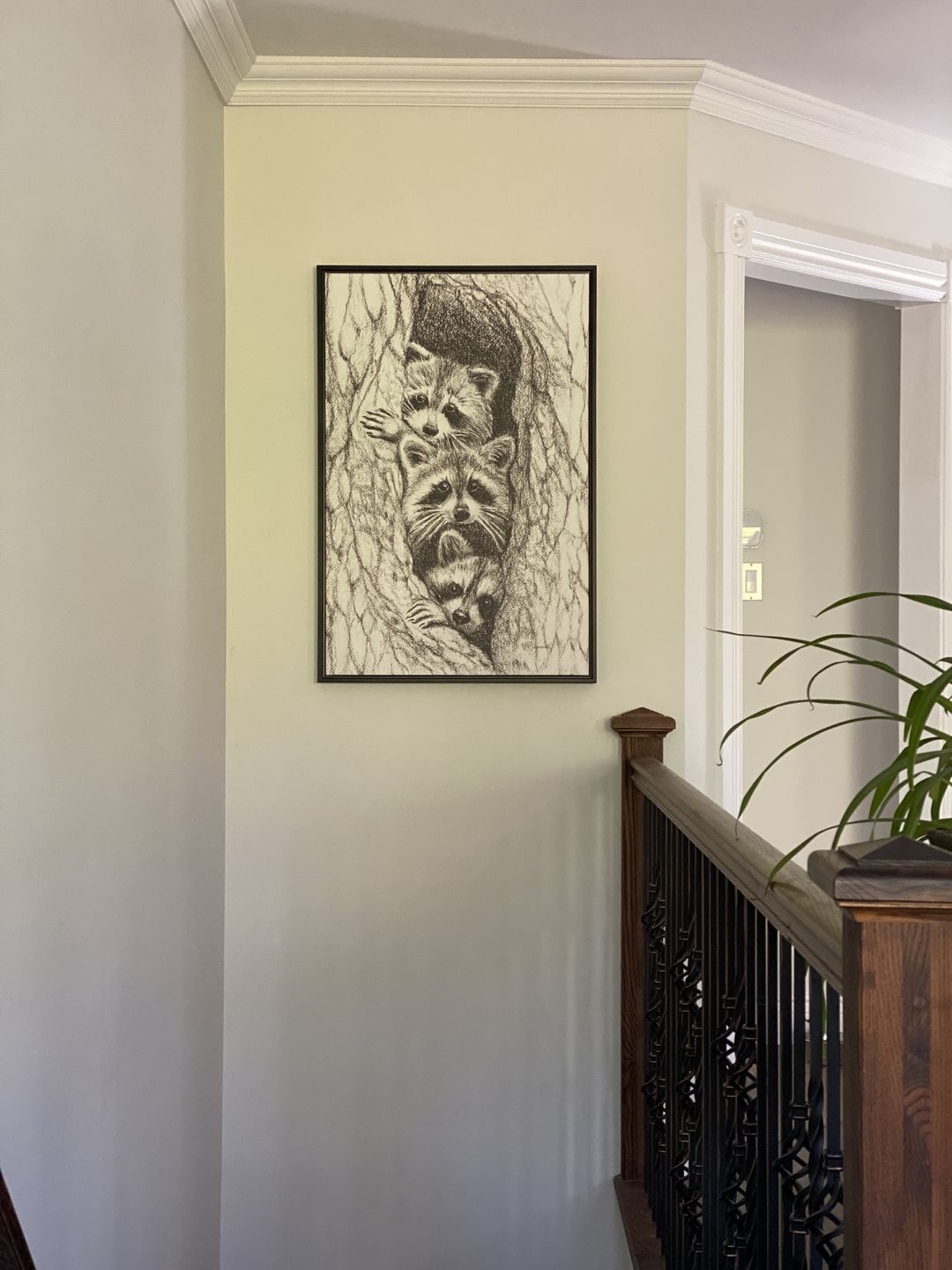 Customer photo review of 3 Raccoon in a tree