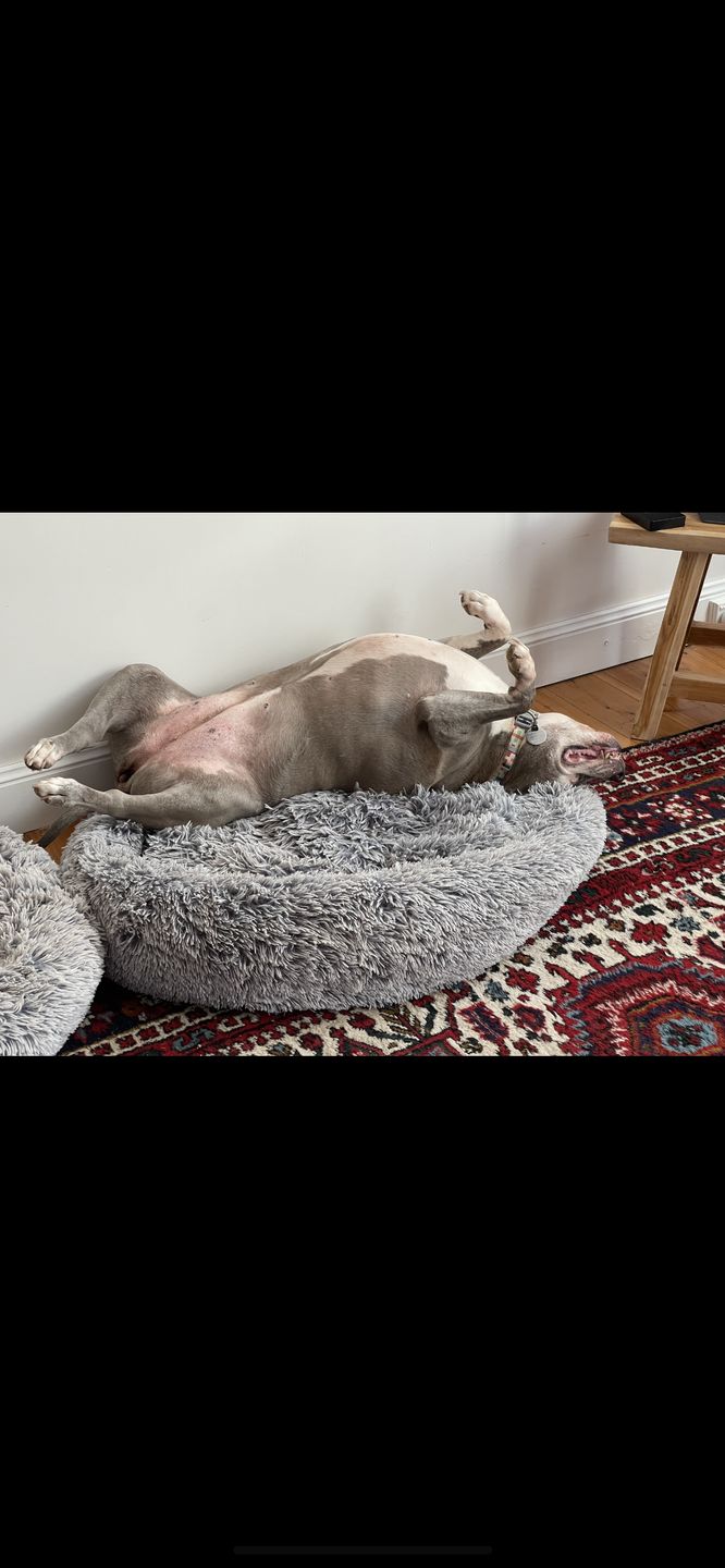 Customer photo review of Aussie Beef Puffs (High value treats)
