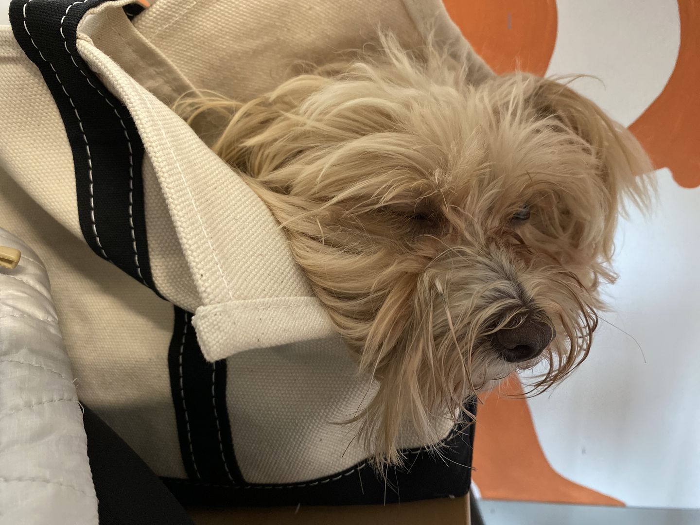 Customer photo review of Boat Canvas Carrier - Classic
