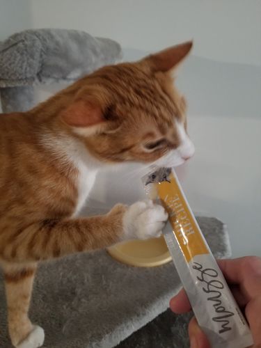 Customer photo review of Chicken Recipe Cat Treats, Pack of 4