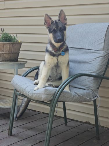 Customer photo review of Blue Silicone