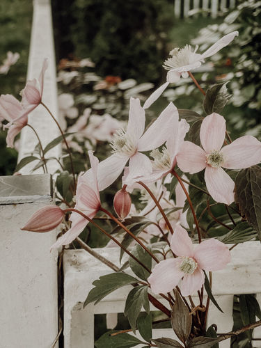 Customer photo review of PORTRA 400 LIGHTROOM PRESETS