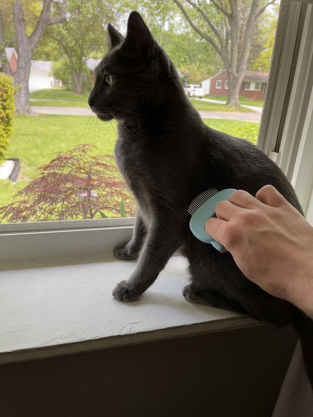 Customer photo review of Cat Hair Removal Massaging Shell Comb