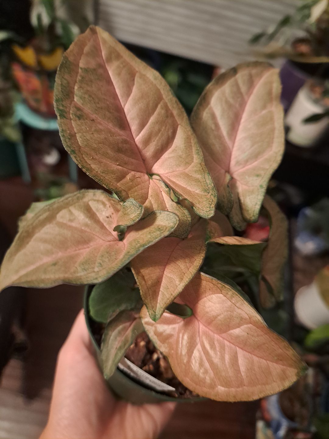 Customer photo review of Syngonium podophyllum 'Regina Red'