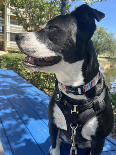 Customer photo review of Black