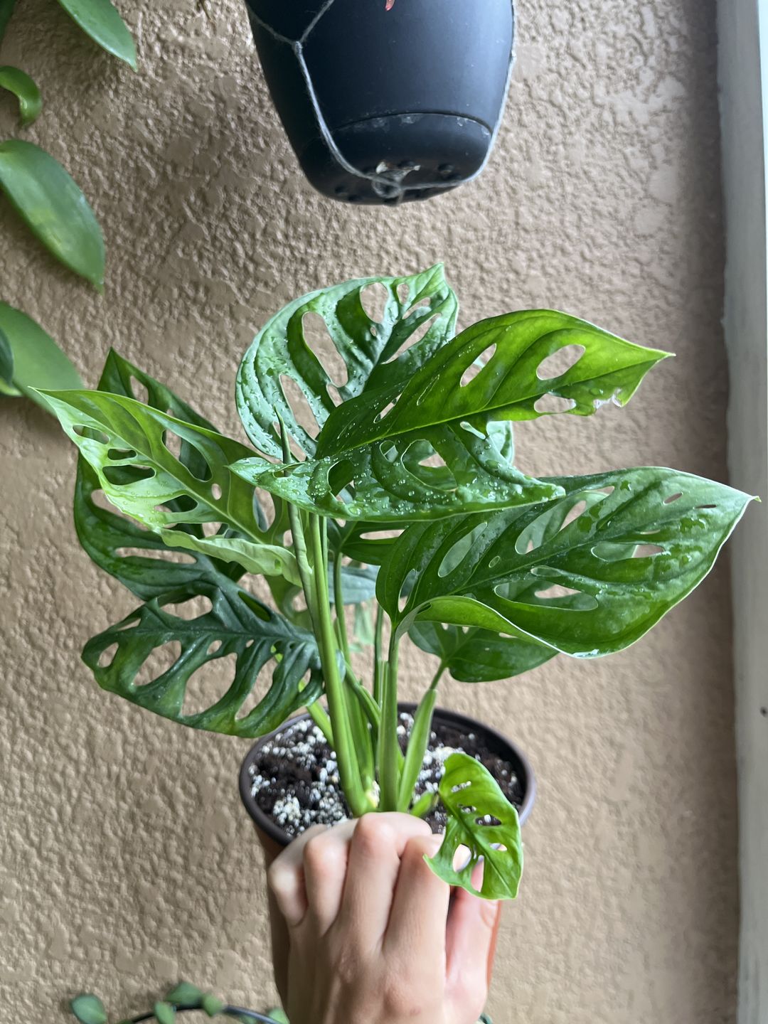 Customer photo review of Monstera adansonii Wide Leaf
