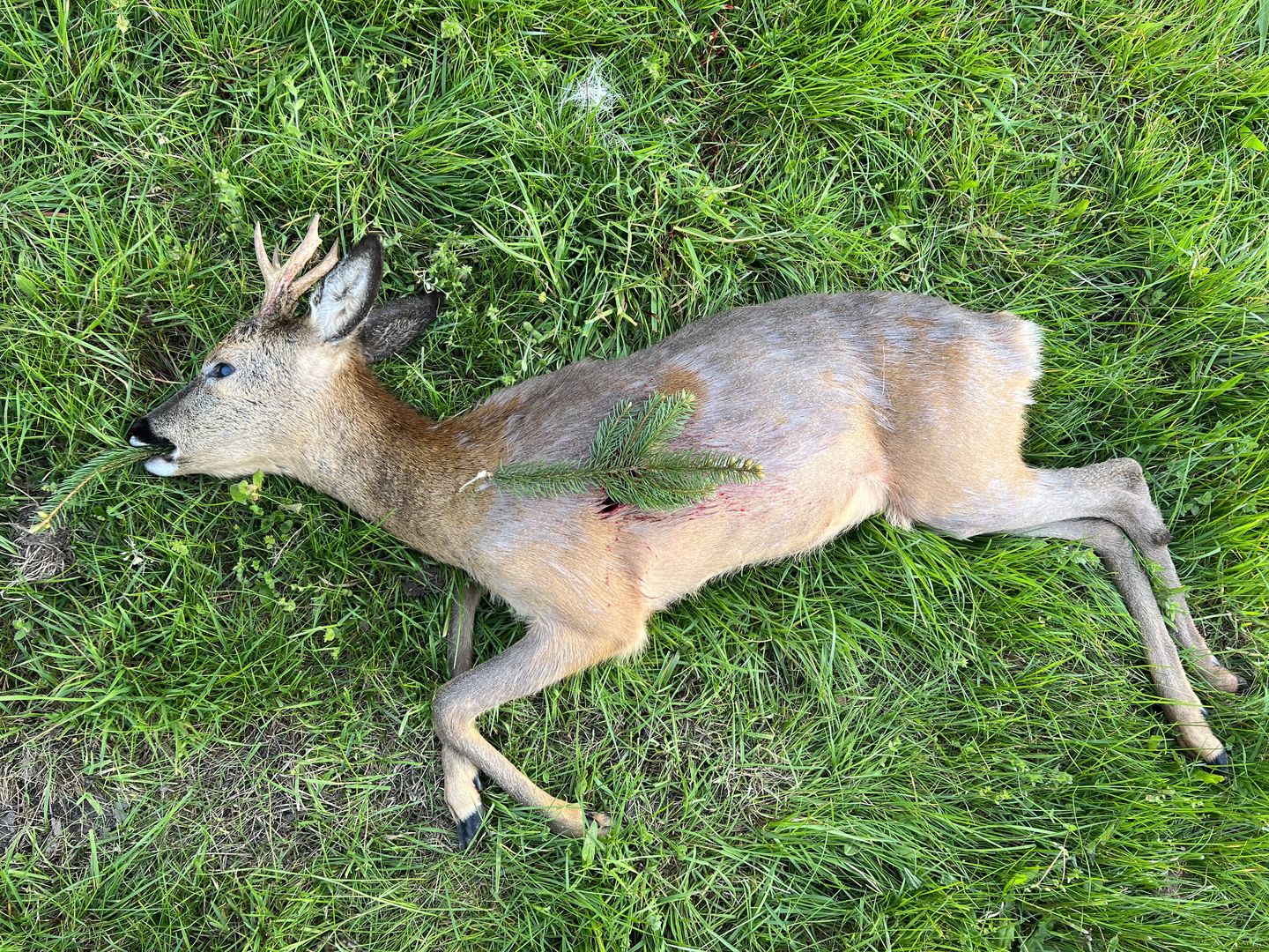 Customer photo review of Salzspray Apfel - Lockmittel Rehwild, Schwarzwild, Rotwild und Damwild