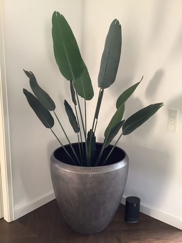 Customer photo review of Strelitzia Kunstplant 180cm
