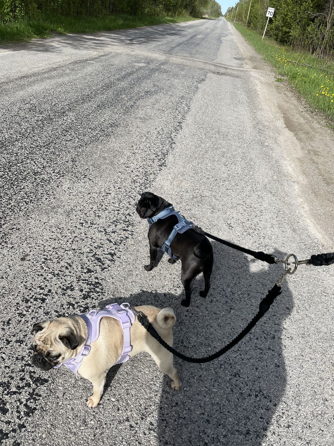 Customer photo review of Cotton Rope Multi-Dog Leash Connector