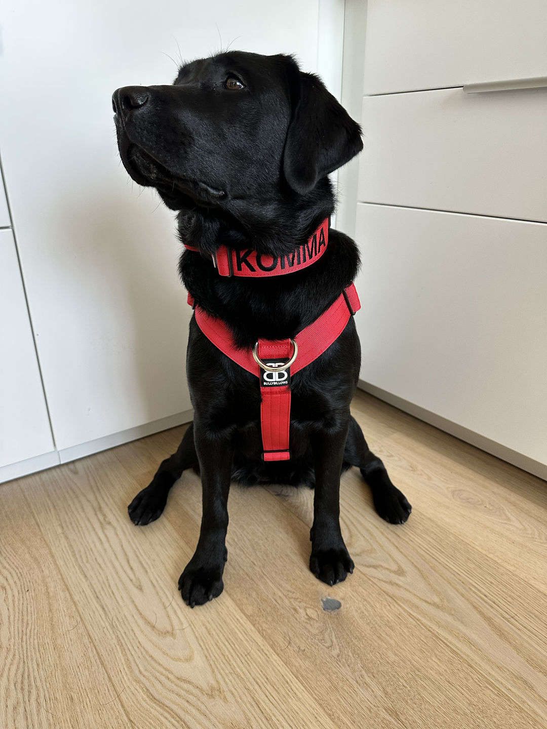 Customer photo review of 1.4m Swivel Combat Lead | Neoprene Lined, Secure Rated Clip with Soft Handle - Red