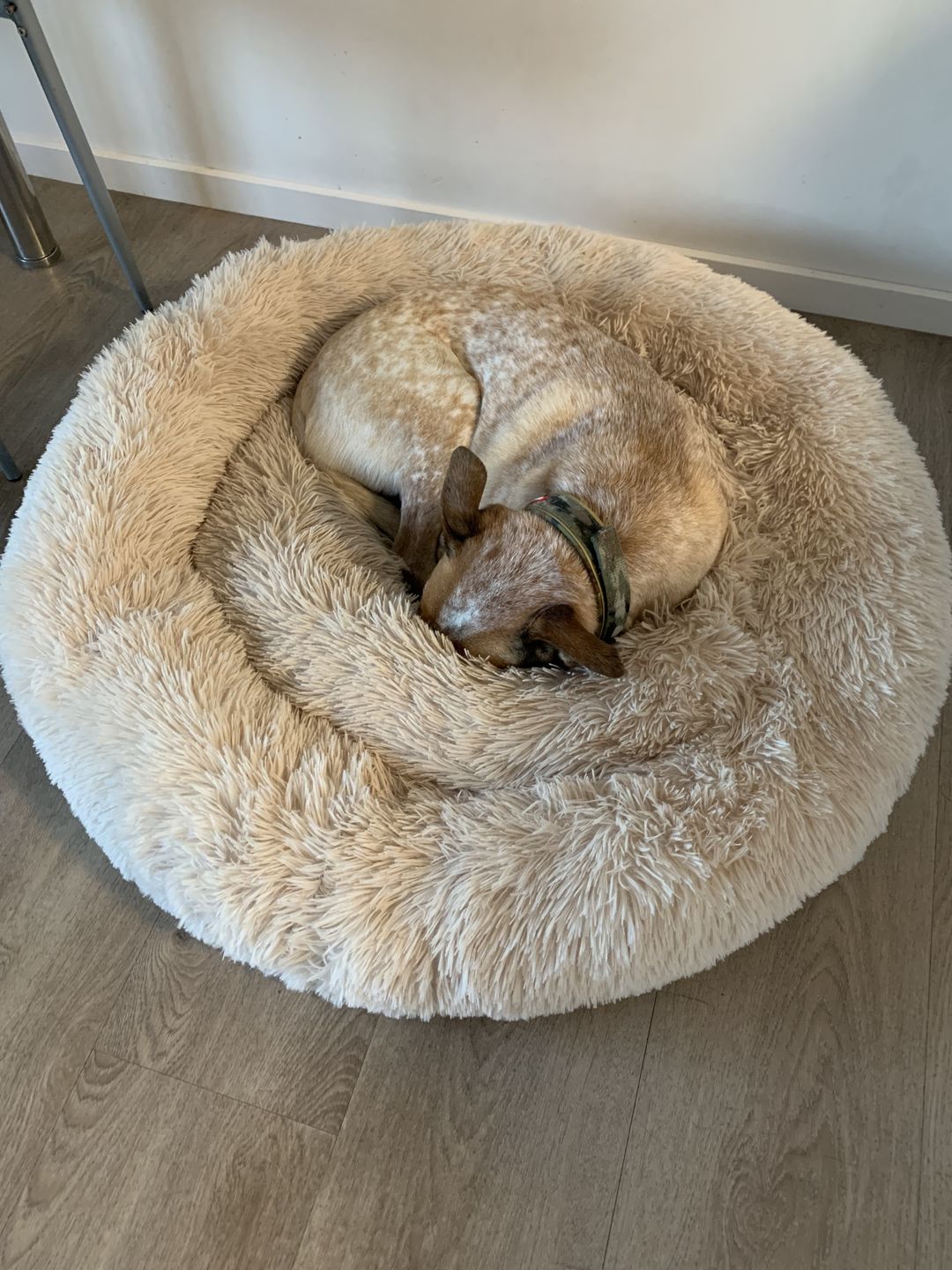 Customer photo review of Spare Calming Dog Bed Cover