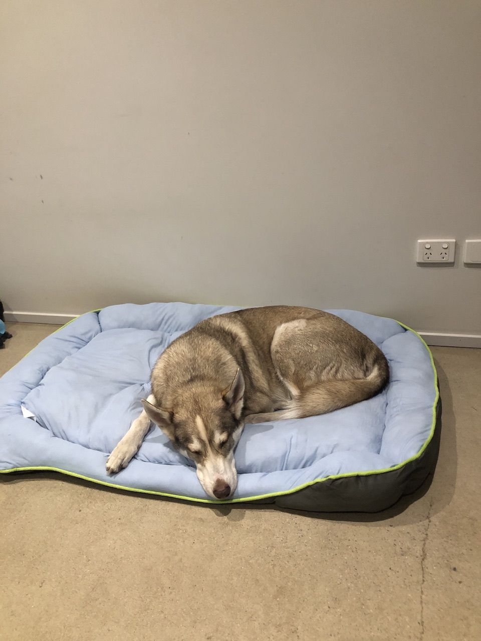 Customer photo review of PaWz Pet Cooling Sofa Bed