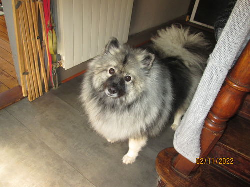 Customer photo review of Collier Anti Aboiement PuppySafe