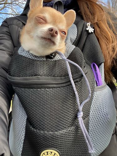 Customer photo review of DogFri™ Backpack - Åndbar Hund Bærer