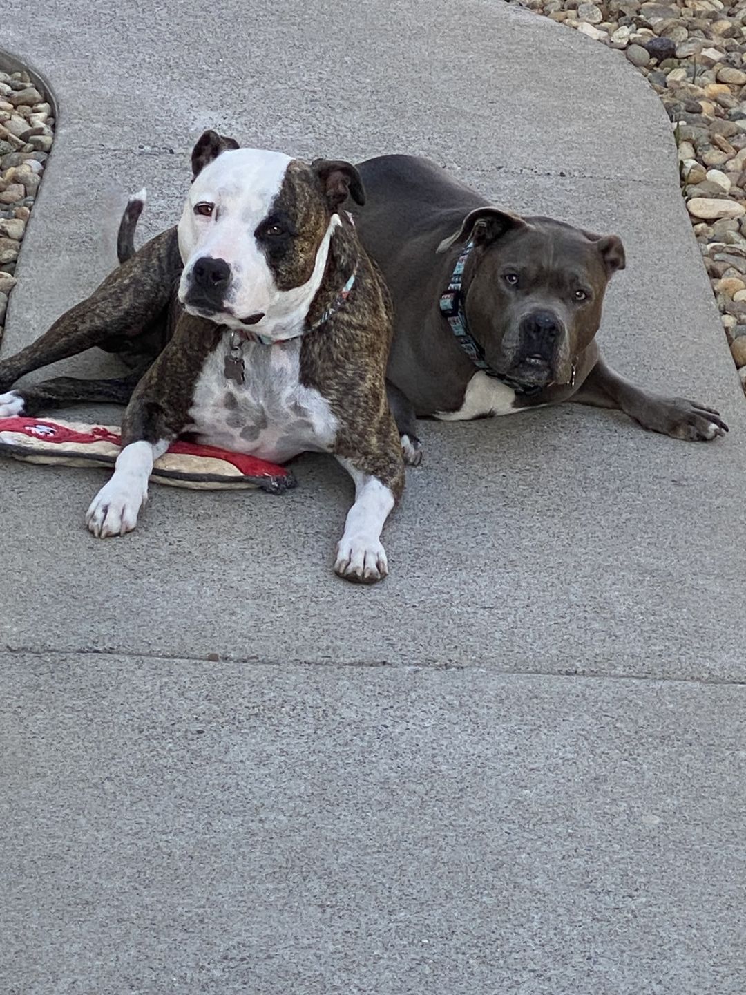 Customer photo review of Daily Support - Full Spectrum Hemp CBD Oil - For All Pets Over 20 Pounds
