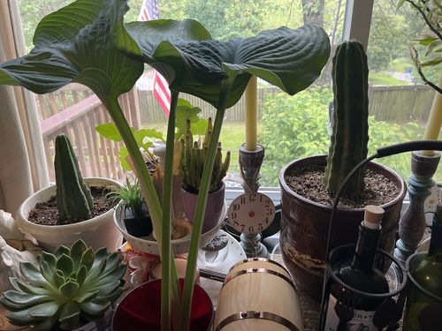 Customer photo review of San Pedro Cactus | Echinopsis pachanoi