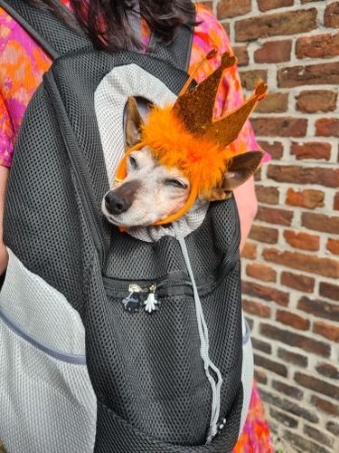 Customer photo review of DogFri™ Backpack - Åndbar Hund Bærer