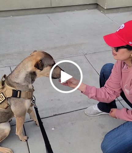 Customer video review of Classic Heavy-Duty Tactical No-Pull Team K9™ Dog Harness With Front & Back D-Rings, Quick-Release Metal-Buckles, Hook & Loop Panels, & Top Handle