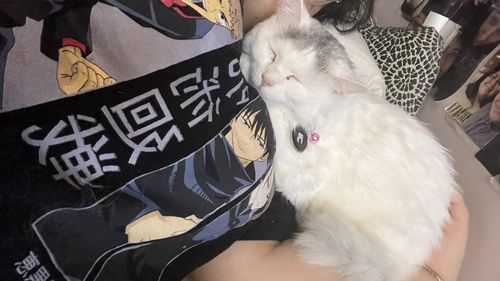 Customer photo review of Black Cat