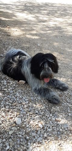 Customer photo review of Collier Anti Aboiement PuppySafe