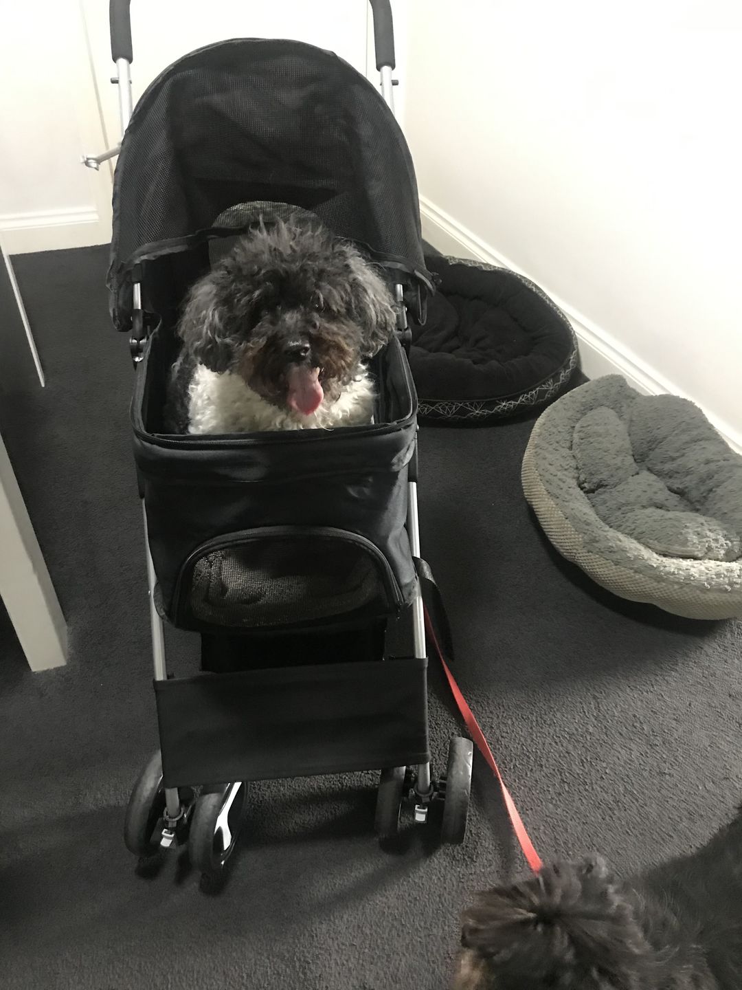 Customer photo review of PaWz Pet Dog Stroller Pram