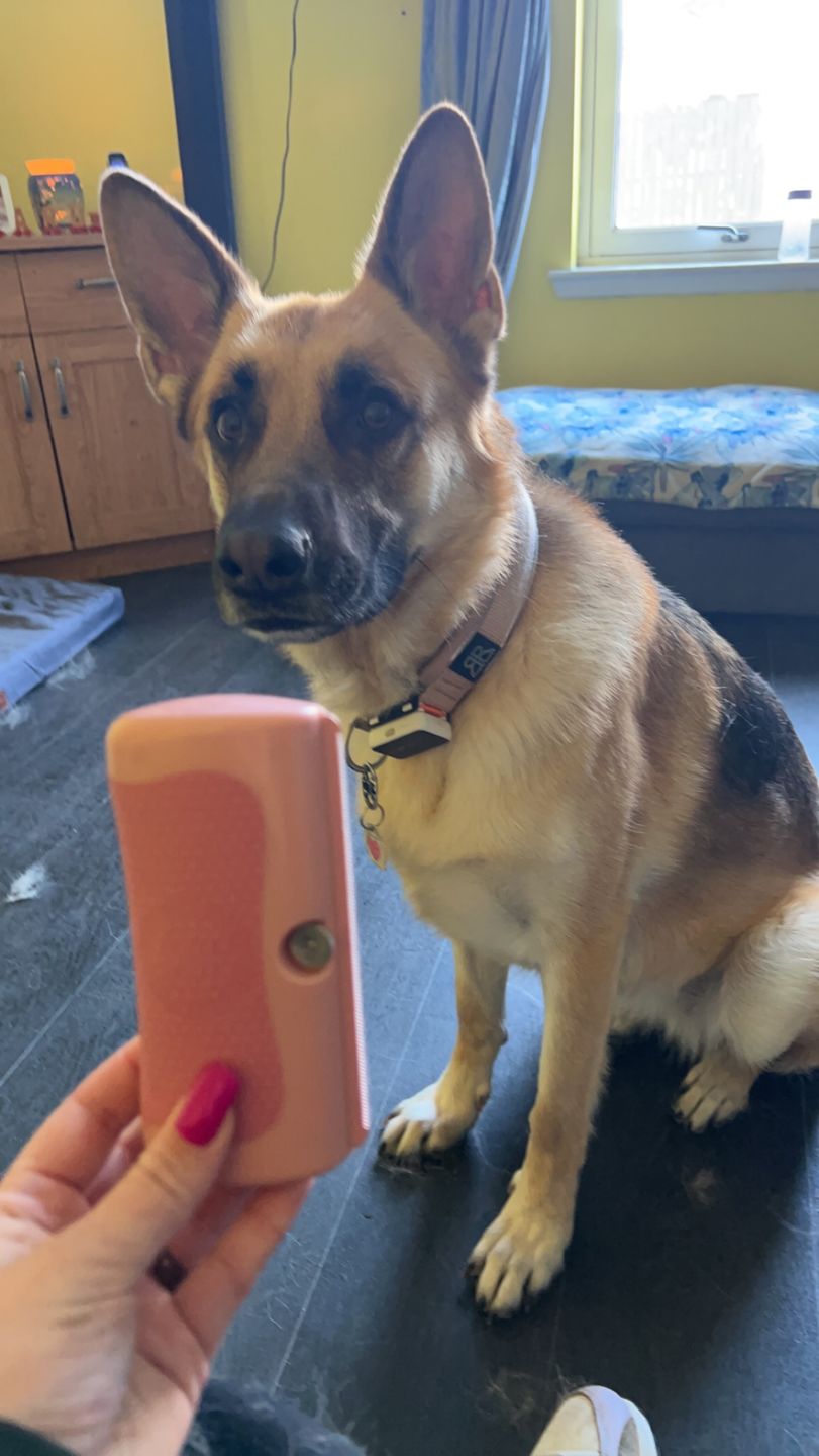 Customer photo review of BullyBillows Complete Animal Deshedding Kit - Pink