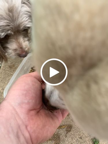 Customer video review of BSF Larven - getrocknete Soldatenfliegenlarven