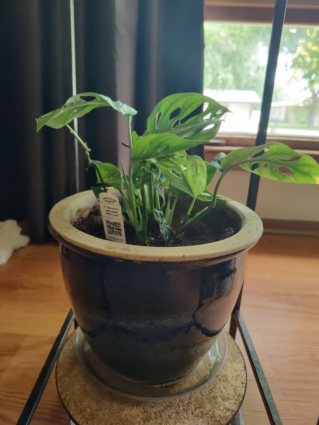 Customer photo review of Monstera adansonii Wide Leaf