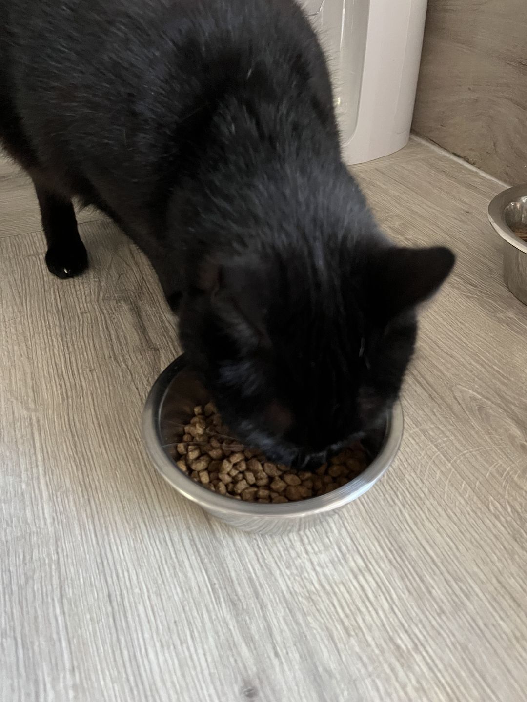 Customer photo review of Croquettes riches en poissons blancs frais (chat stérilisé)