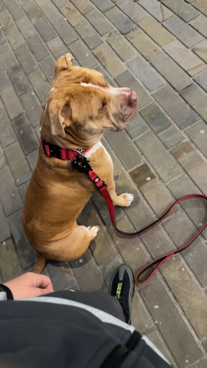 Customer photo review of 1.4m Swivel Combat Lead | Neoprene Lined, Secure Rated Clip with Soft Handle - Red