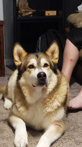 Customer photo review of Canine Cush Hip & Joint Chews