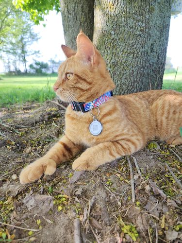 Customer photo review of Astro Cat