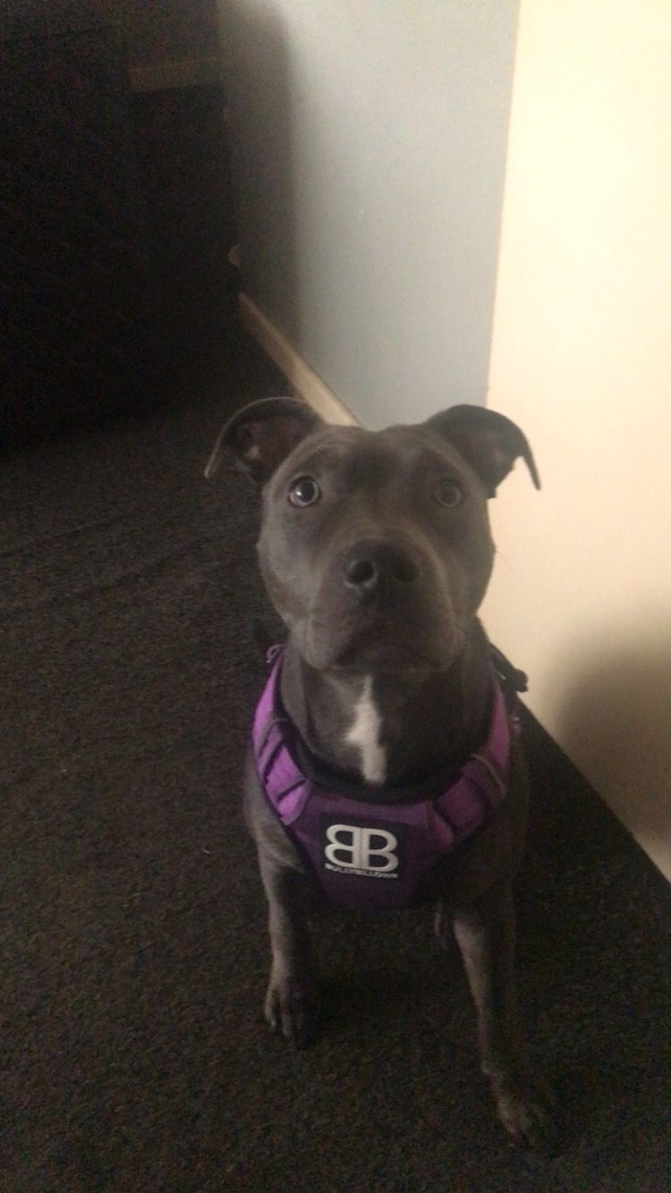 Customer photo review of Premium Comfort Harness | Non Restrictive & Adjustable - Purple