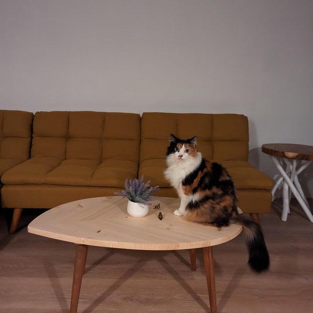 Customer photo review of Solid Spruce Modern Center Table