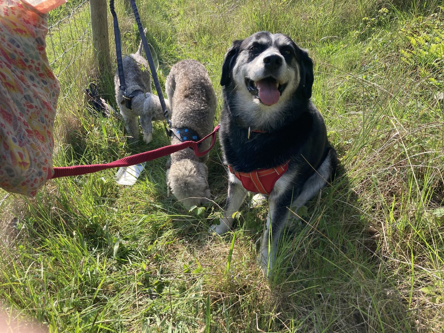 Customer photo review of Comfort Step-in Dog Harness  | Reflective | Orange / Red