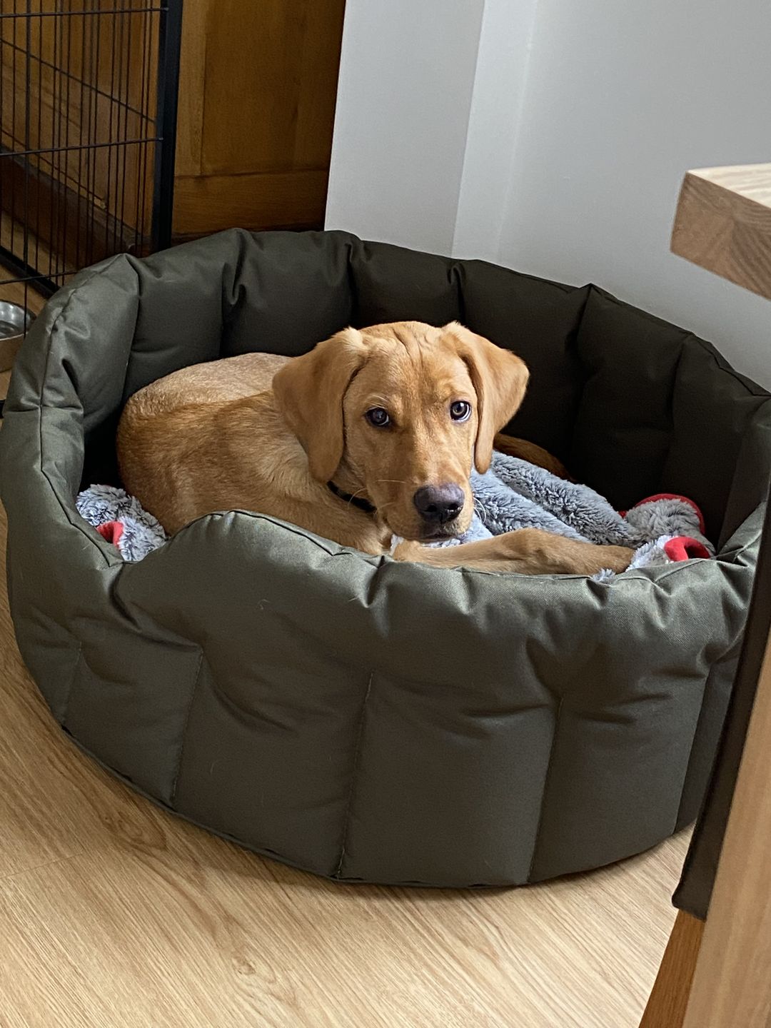 Customer photo review of Country Dog Heavy Duty Oval Waterproof Bed