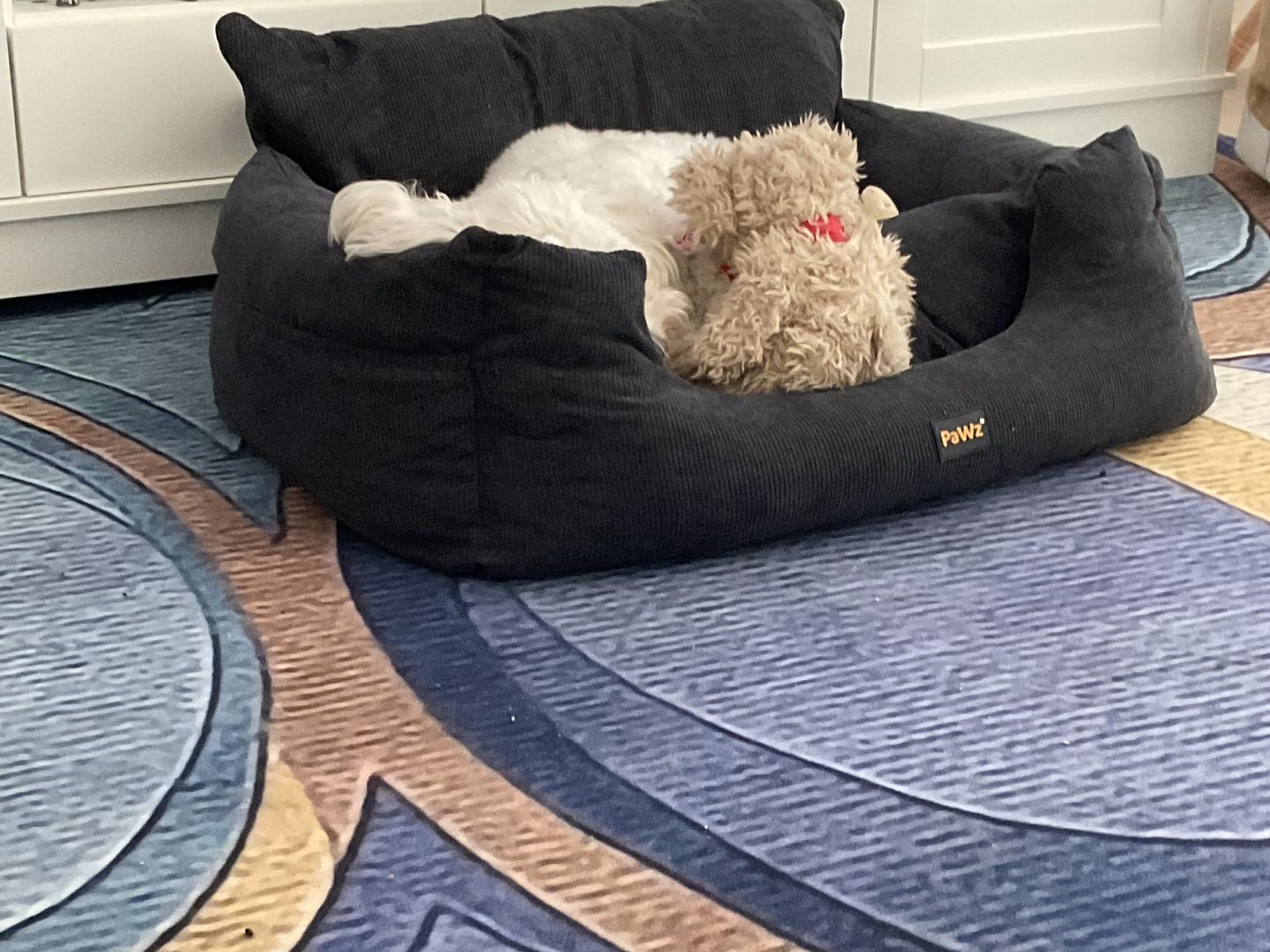 Customer photo review of PaWz Dog Car Booster Seat