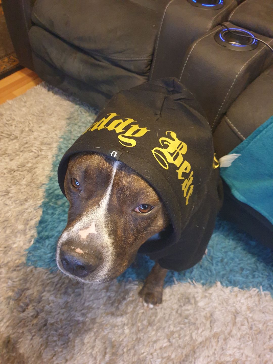 Customer photo review of Gangsta Yapper Dog Hoodie - Personalised