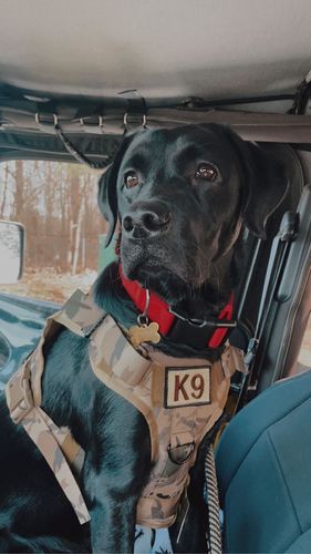 Customer photo review of Classic Heavy-Duty Tactical No-Pull Team K9™ Dog Harness With Front & Back D-Rings, Quick-Release Metal-Buckles, Hook & Loop Panels, & Top Handle