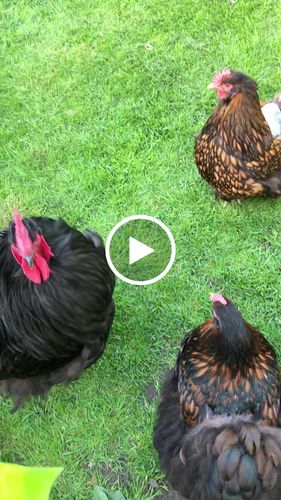 Customer video review of BSF Larven - getrocknete Soldatenfliegenlarven