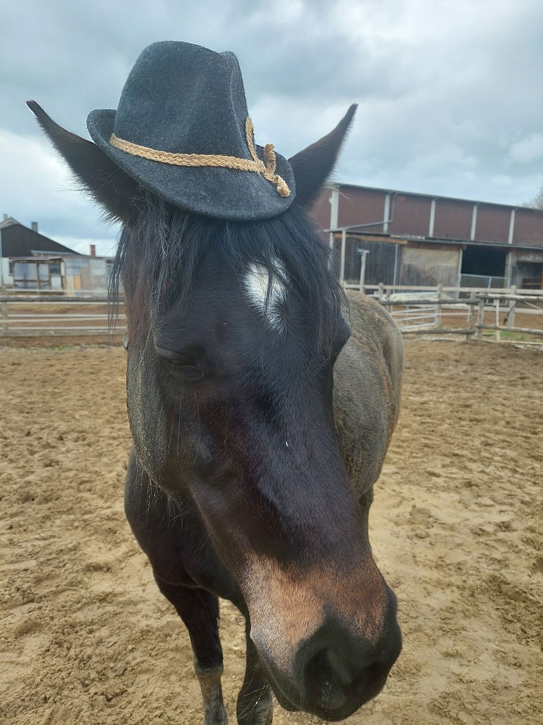 Customer photo review of Kristallkraft Brave Horse