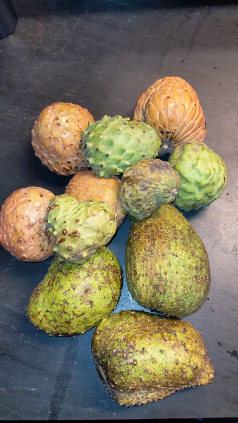 Customer photo review of Annona Variety Box