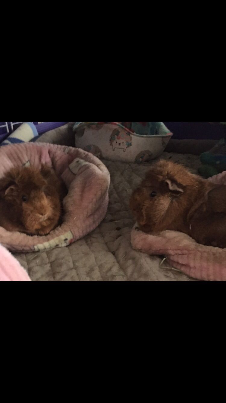 Customer photo review of Piggy Play Package