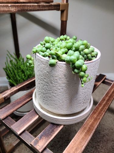 Customer photo review of The Ivory Tower - Pot & Saucer