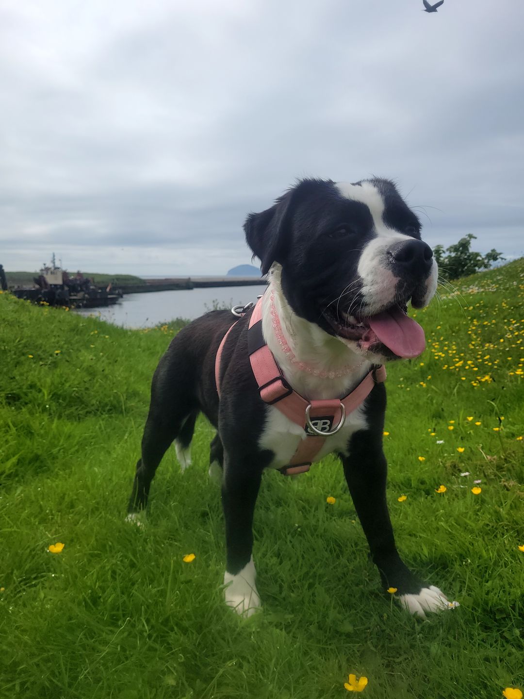 Customer photo review of TRI-Harness® | Anti-Pull, Adjustable & Durable - Dog Trainers Choice -  Pink v2.0