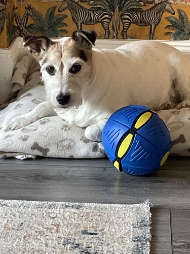 Customer photo review of Magic Decompression Multi-Function UFO Ball